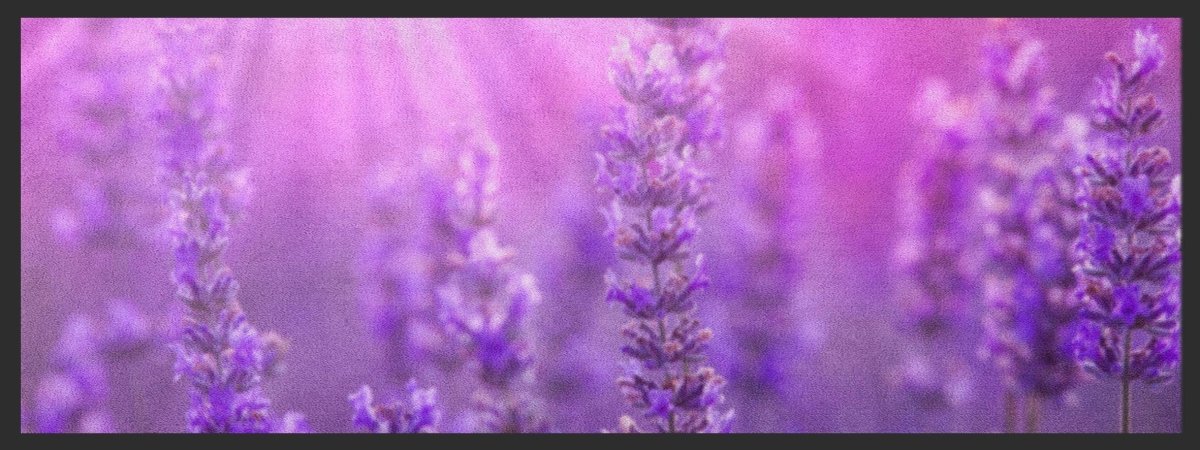 Küchenteppich Lavendel 4436 - Fussmatte Individuell